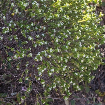 Unverified Other Shrub at Flinders Chase, SA - 17 Sep 2025 by AlisonMilton