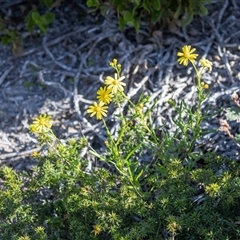 Unverified Daisy at Flinders Chase, SA - 17 Sep 2025 by AlisonMilton