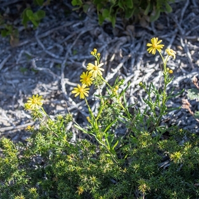Unverified Daisy at Flinders Chase, SA - 17 Sep 2025 by AlisonMilton