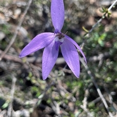 Glossodia major (Wax Lip Orchid) at Broadway, NSW - 16 Oct 2025 by JaneR