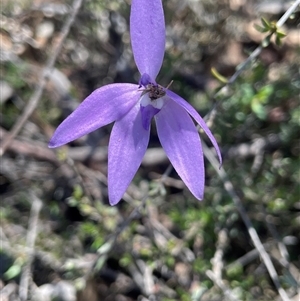 Glossodia major at Broadway, NSW - 16 Oct 2025 by JaneR