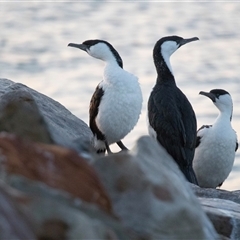 Phalacrocorax fuscescens at American River, SA - 18 Sep 2025 by AlisonMilton