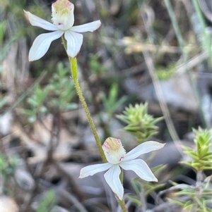 Caladenia sp. at Broadway, NSW - 16 Oct 2025 by JaneR