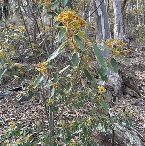 Unverified Plant at Acton, ACT - Today by Jenny54