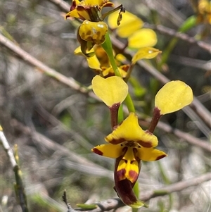 Diuris chryseopsis at Broadway, NSW - 16 Oct 2025 by JaneR