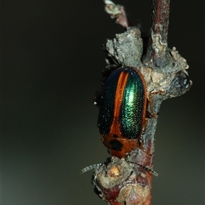 Calomela curtisi (Acacia leaf beetle) by Csteele4