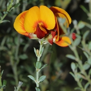Mirbelia oxylobioides (Mountain Mirbelia) by Csteele4