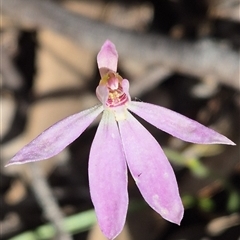 Caladenia carnea (Pink Fingers) at Lade Vale, NSW - 18 Oct 2025 by Philip