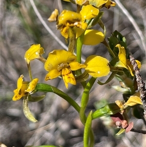 Diuris chryseopsis at Broadway, NSW - 16 Oct 2025 by JaneR
