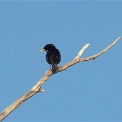 Sturnus vulgaris at American River, SA - 18 Sep 2025 by AlisonMilton