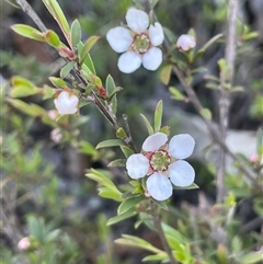 Gaudium multicaule (Teatree) at Broadway, NSW - 16 Oct 2025 by JaneR