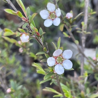 Gaudium multicaule (Teatree) at Broadway, NSW - 16 Oct 2025 by JaneR