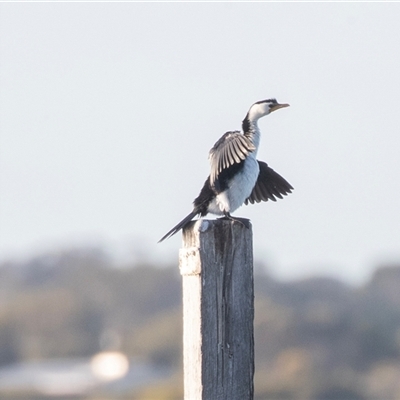 Microcarbo melanoleucos at American River, SA - 18 Sep 2025 by AlisonMilton