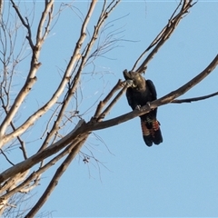 Zanda funerea at American River, SA - 18 Sep 2025 by AlisonMilton