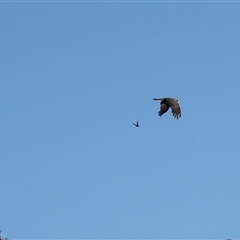 Unverified at suppressed - suppressed