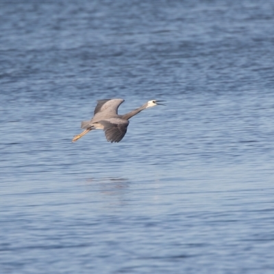 Egretta novaehollandiae (White-faced Heron) at American River, SA - 18 Sep 2025 by AlisonMilton