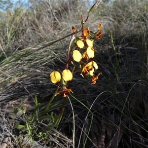 Diuris chryseopsis by Paul4K