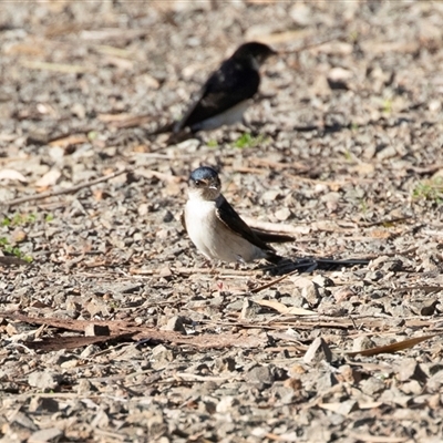 Hirundo neoxena at American River, SA - 18 Sep 2025 by AlisonMilton