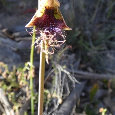 Calochilus platychilus (Purple Beard Orchid) at Borough, NSW - 14 Oct 2025 by Paul4K