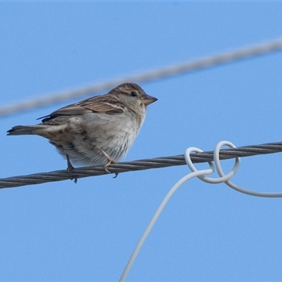 Passer domesticus at American River, SA - 18 Sep 2025 by AlisonMilton