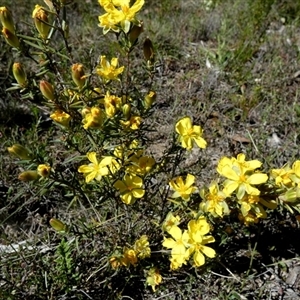 Hibbertia riparia by Paul4K