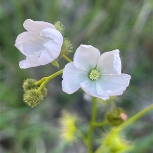 Drosera gunniana at Broadway, NSW - 16 Oct 2025 by JaneR