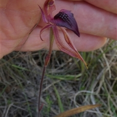 Caladenia tessellata (Thick-lip Spider Orchid) by Paul4K