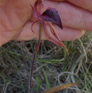 Caladenia tessellata by Paul4K