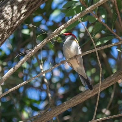 Neochmia temporalis (Red-browed Finch) at American River, SA - 18 Sep 2025 by AlisonMilton