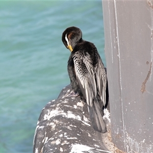 Anhinga novaehollandiae at Penneshaw, SA - 18 Sep 2025 11:48 AM