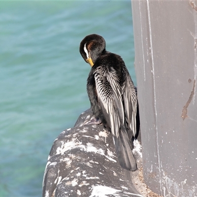 Anhinga novaehollandiae at Penneshaw, SA - 18 Sep 2025 by AlisonMilton