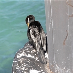 Anhinga novaehollandiae at Penneshaw, SA - 18 Sep 2025 11:48 AM