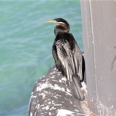 Anhinga novaehollandiae at Penneshaw, SA - 18 Sep 2025 11:48 AM