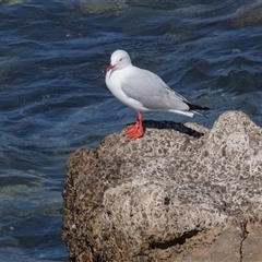 Chroicocephalus novaehollandiae (Silver Gull) at Penneshaw, SA - 18 Sep 2025 by AlisonMilton