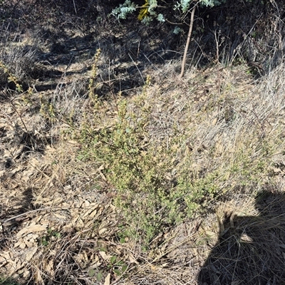 Pomaderris angustifolia (Pomaderris) at Duffy, ACT - 2 Sep 2025 by Icing