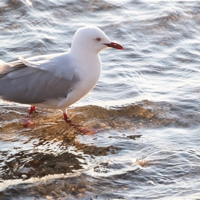 Chroicocephalus novaehollandiae (Silver Gull) at American River, SA - 18 Sep 2025 by AlisonMilton