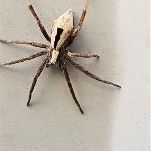 Unverified Other hunting spider at Wamboin, NSW - Today by Wolfdogg