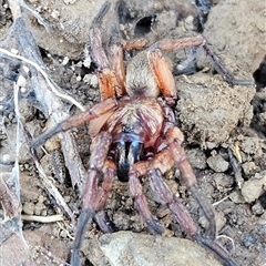 Anamidae (Wishbone Spiders) at Wamboin, NSW - 19 Oct 2025 by Wolfdogg