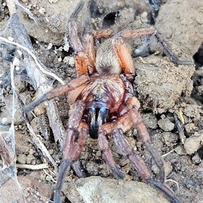 Anamidae (Wishbone Spiders) at Wamboin, NSW - 19 Oct 2025 by Wolfdogg