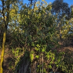 Pomaderris aspera (Hazel Pomaderris) at Duffy, ACT - 15 Sep 2025 by Icing
