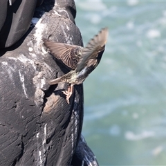 Cormobates leucophaea by AlisonMilton