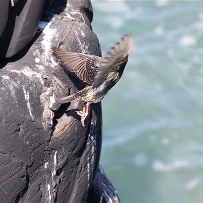 Cormobates leucophaea at  - suppressed by AlisonMilton