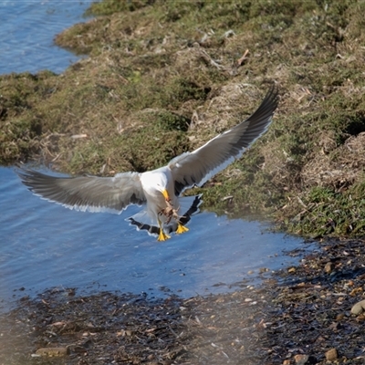 Larus pacificus (Pacific Gull) at American River, SA - 18 Sep 2025 by AlisonMilton