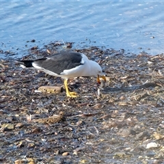 Larus pacificus at American River, SA - 18 Sep 2025 09:56 AM