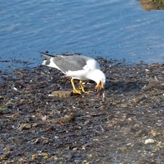 Larus pacificus at American River, SA - 18 Sep 2025 09:56 AM