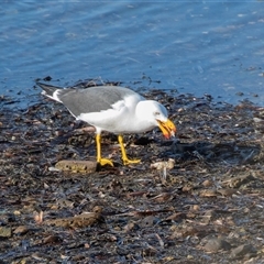 Larus pacificus at American River, SA - 18 Sep 2025 09:56 AM