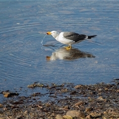 Larus pacificus at American River, SA - 18 Sep 2025 09:56 AM