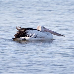 Pelecanus conspicillatus at American River, SA - 18 Sep 2025 by AlisonMilton