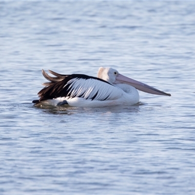 Pelecanus conspicillatus (Australian Pelican) at American River, SA - 18 Sep 2025 by AlisonMilton