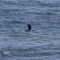 Tursiops truncatus at Cape Jervis, SA - 18 Sep 2025 by AlisonMilton
